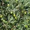 Olajfa - Olea europea 
