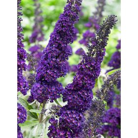   Sötétlila virágú nyáriorgona 'Black Knight' fajta - Buddleja davidii 'Black Knight'