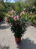 Rózsaszín Leander - Nerium oleander 