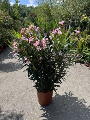 Rózsaszín Leander - Nerium oleander 