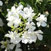Fehér leander - Nerium oleander 