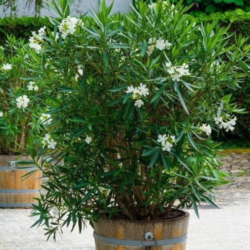 Fehér leander - Nerium oleander 