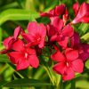 Bordó leander - Nerium oleander
