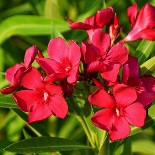 Bordó leander - Nerium oleander