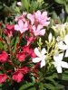 Tricolor leander - Nerium oleander