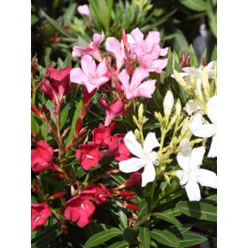 Tricolor leander - Nerium oleander