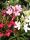 Tricolor leander - Nerium oleander
