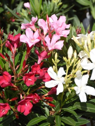 Tricolor leander - Nerium oleander