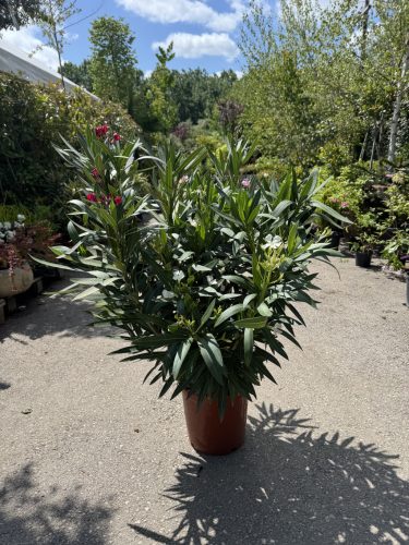 Tricolor leander - Nerium oleander