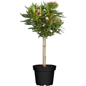 Törzses leander - Nerium oleander