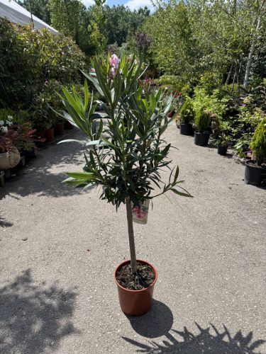 Törzses leander - Nerium oleander