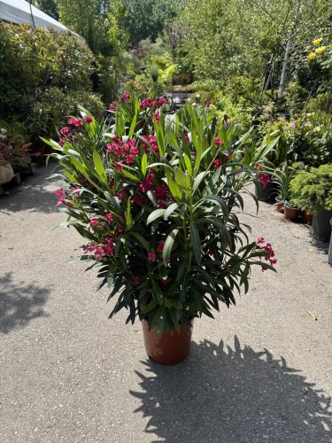Bordó leander - Nerium oleander