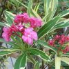 Tarka levelű, rózsaszín leander - Nerium oleander 'Variegata' 