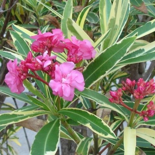 Tarka levelű, rózsaszín leander - Nerium oleander 'Variegata' 