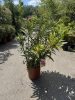 Tarka levelű, rózsaszín leander - Nerium oleander 'Variegata' 