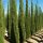 Európai ciprus - Cupressus Sempervirens Totem