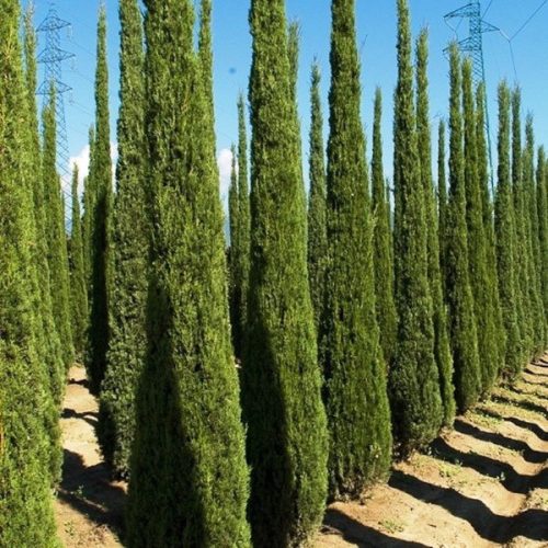 Európai ciprus - Cupressus Sempervirens Totem