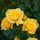 Törzses rózsa - Rose 'Golden Leader'