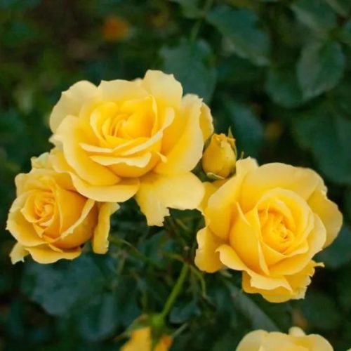 Törzses rózsa - Rose 'Golden Leader'