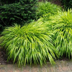Szálkafű - Hakonechloa macra 'Aureola'