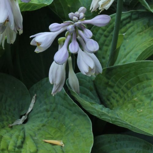 Árnyékliliom - Hosta sieboldiana ‘Big Daddy’