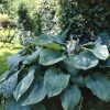 Árnyékliliom - Hosta sieboldiana ‘Big Daddy’