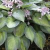 Árnyékliliom - Hosta 'June’