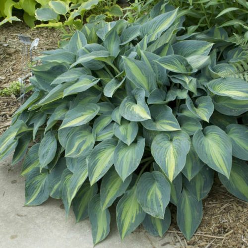 Árnyékliliom - Hosta 'June’