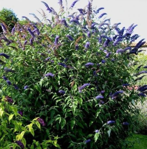 Sötétlila virágú nyáriorgona  - Buddleja davidii 'Black Knight'