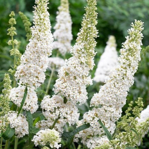 Fehér virágú nyári orgona 'White Profusion' fajta - Buddleja davidii 'White Profusion'