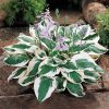 Árnyékliliom - Hosta 'Patriot’