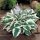Árnyékliliom - Hosta 'Patriot’