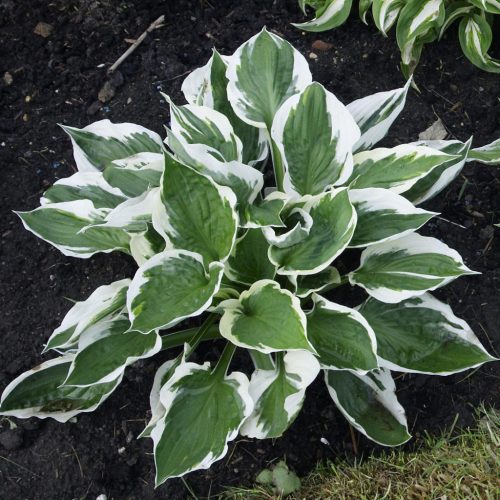 Árnyékliliom - Hosta 'Patriot’