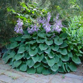 Árnyékliliom - Hosta 'Blue Cadet’