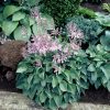 Árnyékliliom - Hosta 'Blue Cadet’