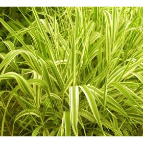 Pántlikafű - Phalaris arundinacea 'Arctic Sun'