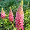 Erdei csillagfürt - Lupinus polyphyllus ‘Lupini Pink Shades’