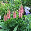 Erdei csillagfürt - Lupinus polyphyllus ‘Lupini Pink Shades’