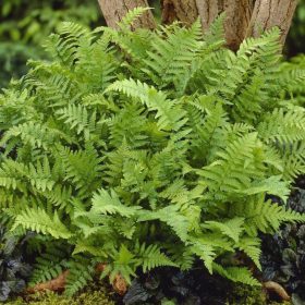 Erdei pajzsika - Dryopteris filix mas