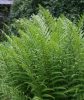 Erdei pajzsika - Dryopteris filix mas