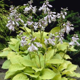 Árnyékliliom - Hosta ‘August Moon’
