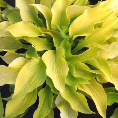 Árnyékliliom - Hosta ‘August Moon’