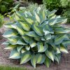 Árnyékliliom - Hosta ‘Catherine’