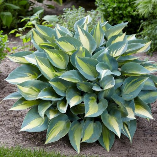 Árnyékliliom - Hosta ‘Catherine’
