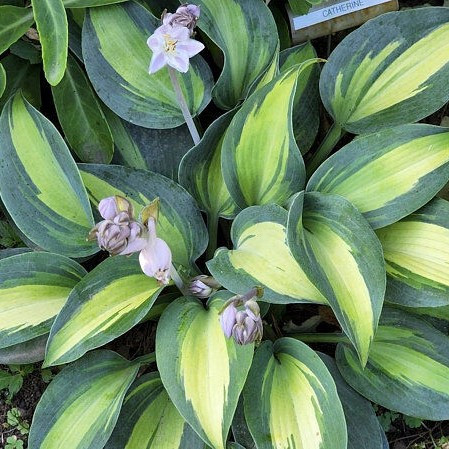 Árnyékliliom - Hosta ‘Catherine’