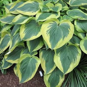Árnyékliliom – Hosta ‘Broad Band’