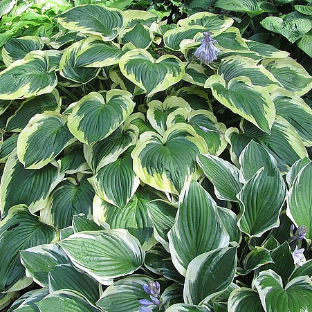 Árnyékliliom – Hosta ‘Broad Band’