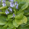 Árnyékliliom - Hosta ‘Sum and Substance’