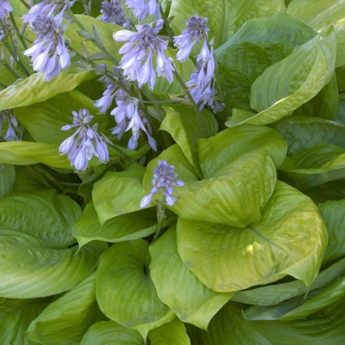 Árnyékliliom - Hosta ‘Sum and Substance’