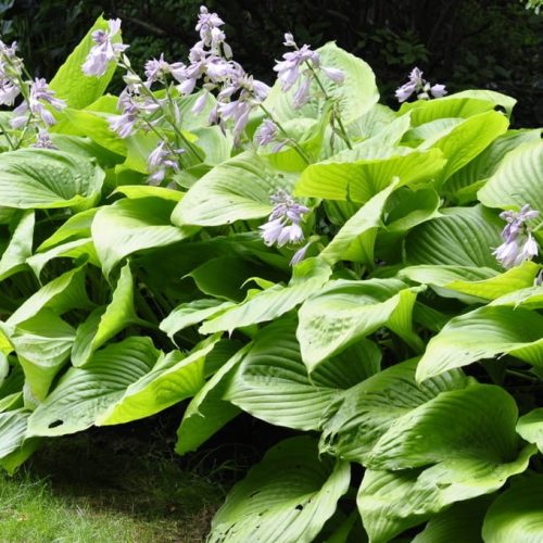 Árnyékliliom - Hosta ‘Sum and Substance’